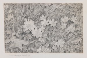 Anemonen, 15 april 1867 door Robert B. Brandegee